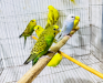 বাজরিগর পাখি। Budgie bird